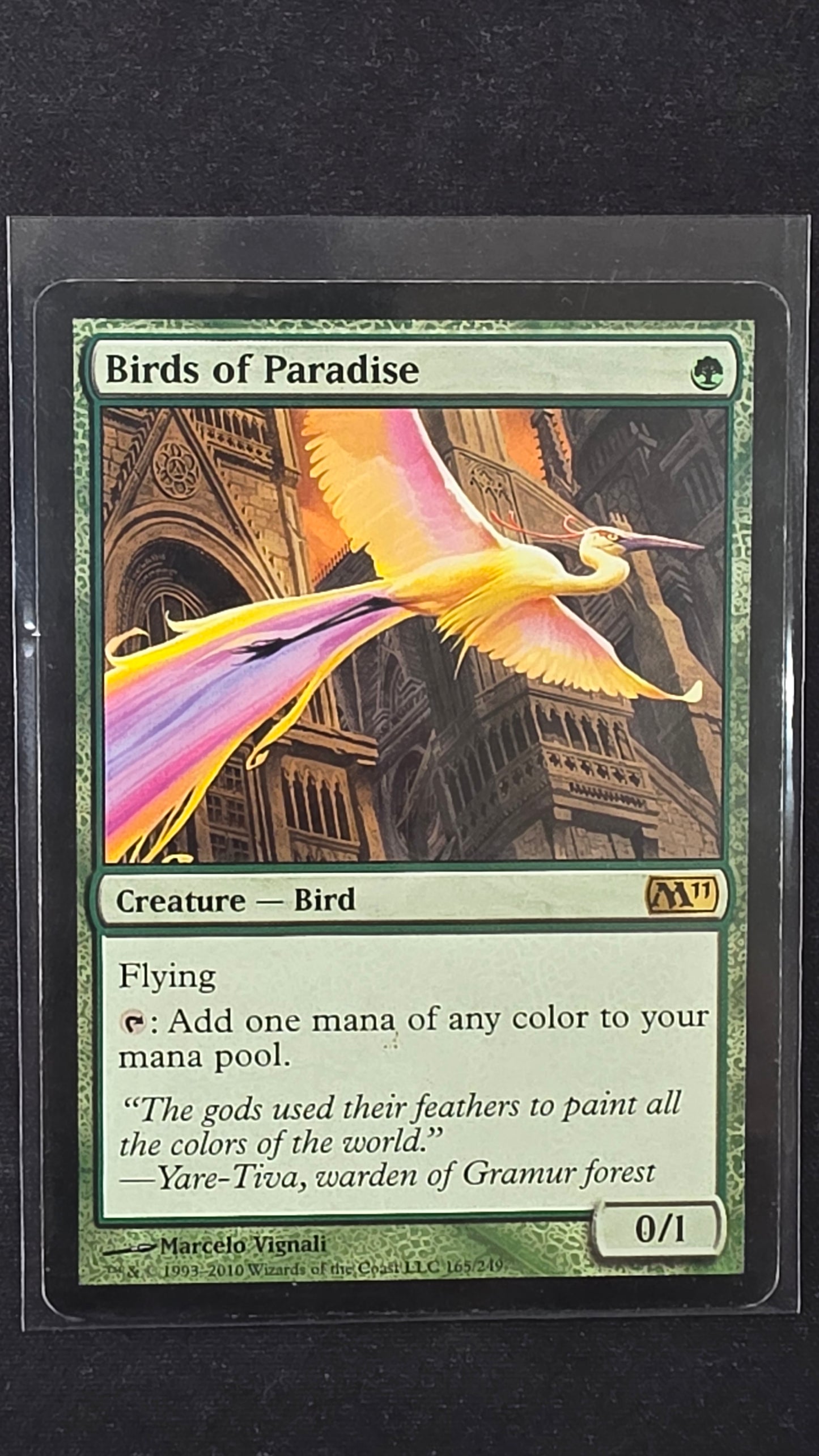 Birds of Paradise (M11)