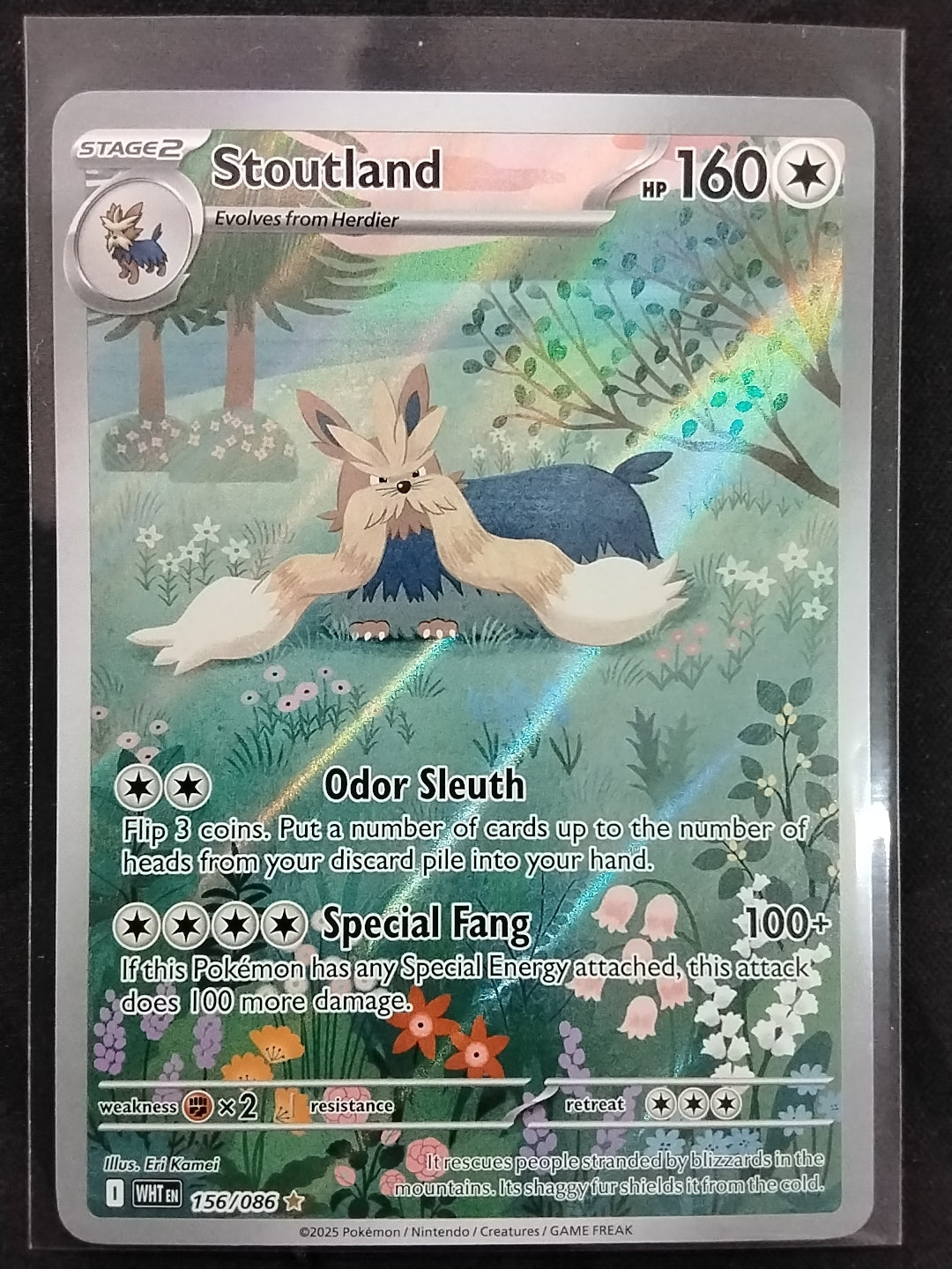 Stoutland (156/086)