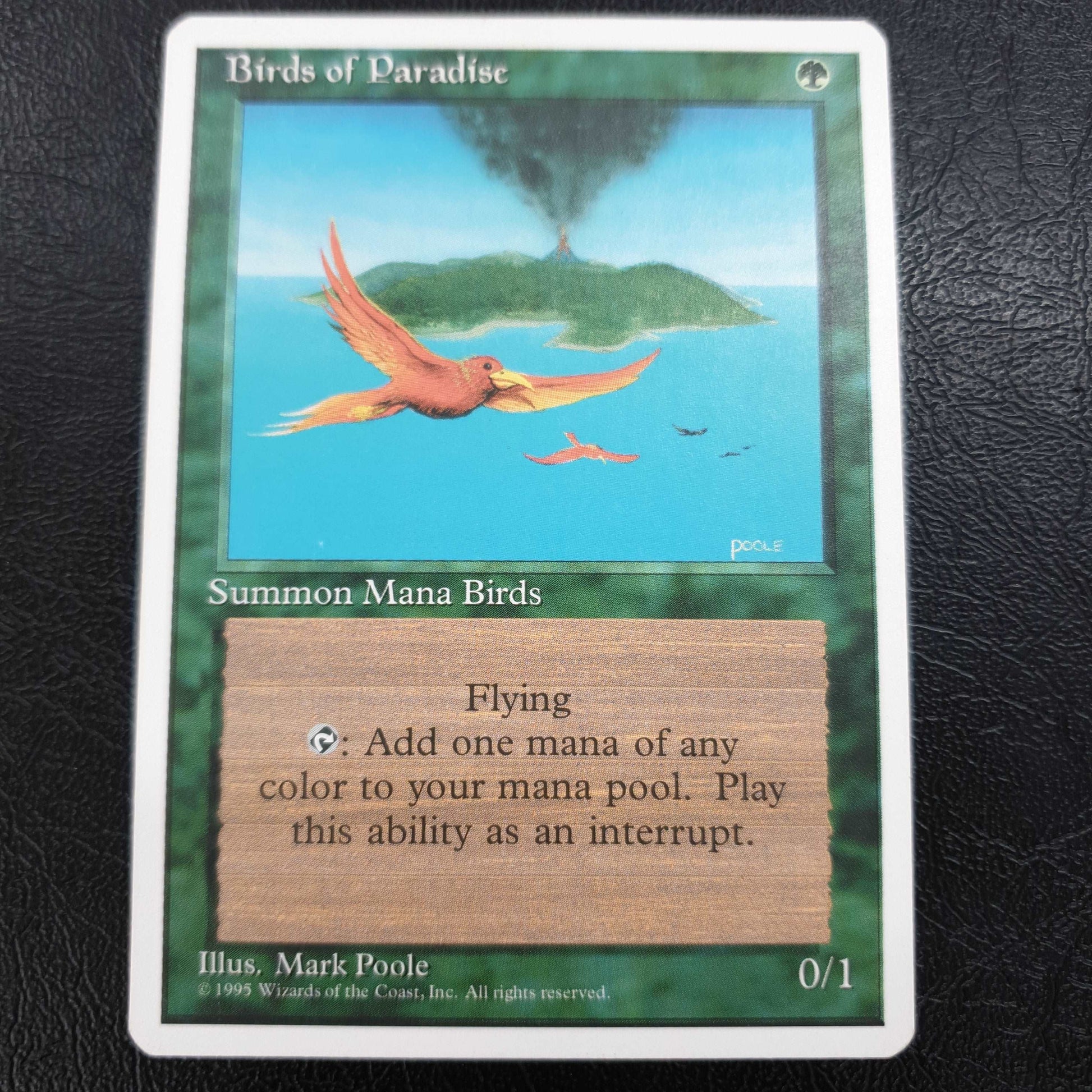Birds of Paradise