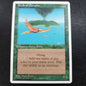 Birds of Paradise