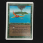 Birds of Paradise