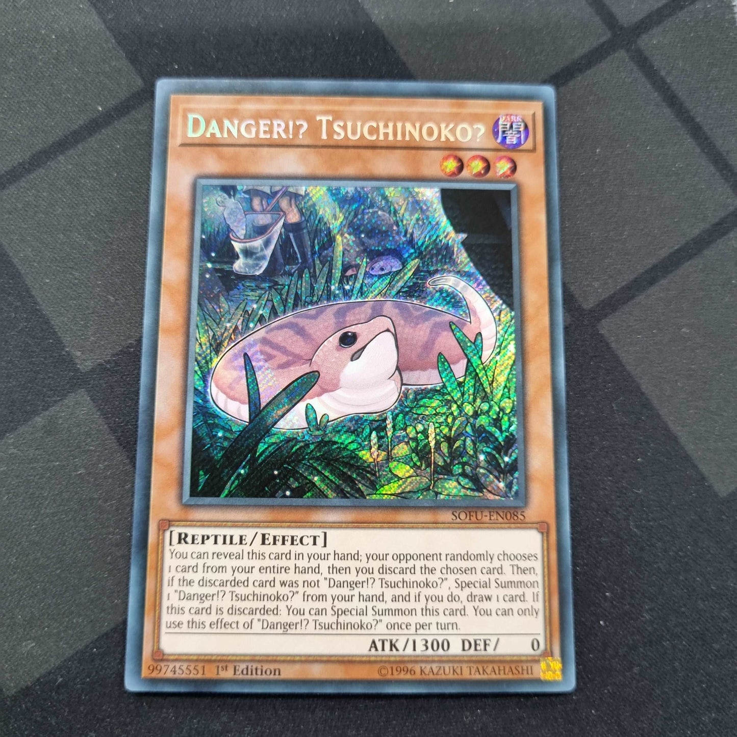 Danger! Tsuchinoko?