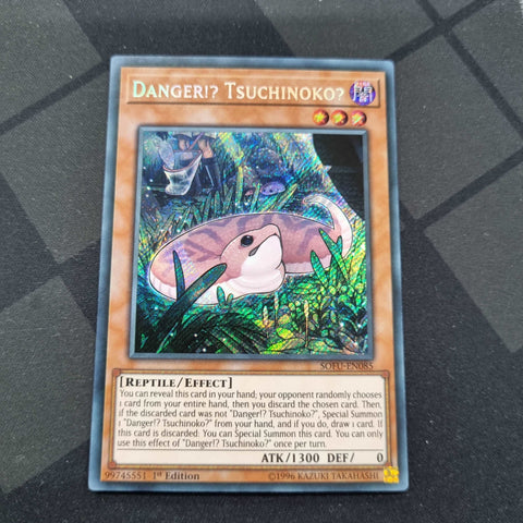 Danger! Tsuchinoko?