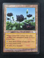 Lotus Vale (WTH)